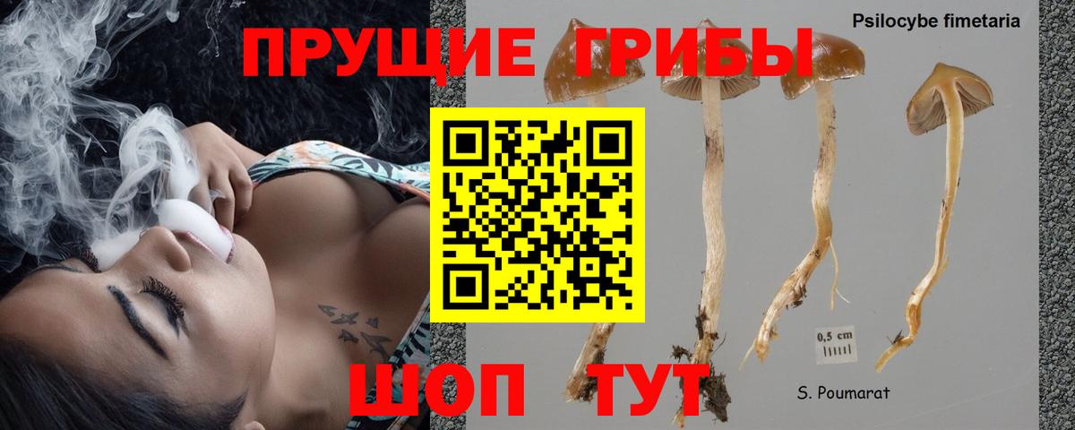 Псилоцибиновые грибы мухоморы  Вход с VPN  Касимов  купить наркотик  Галлюциногенные грибы Psilocybine cubensis 